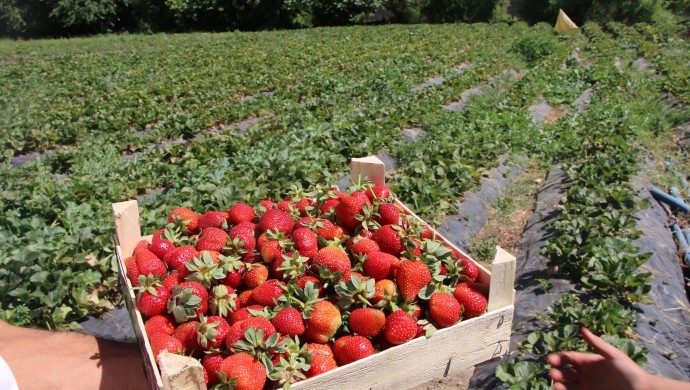 Sason çileğine pazar aranıyor