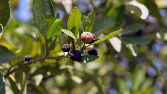 Sıcak hava narenciyeye zarar verdi