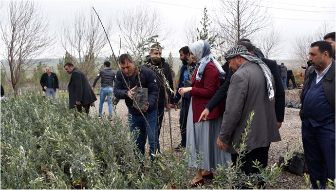 Siverek Belediyesi çiftçilere fidan dağıttı
