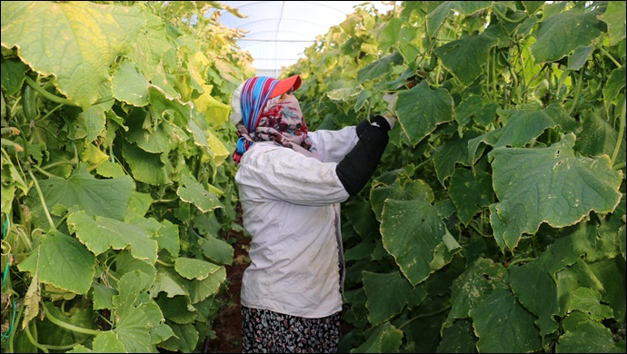 Siverek Belediyesi Sera'da sebze çeşitliliğini artırıyor