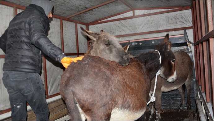 Siverek’te başıboş hayvanlar sıcak yuvaya kavuşturuldu