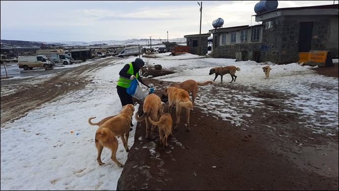 Siverek'te sokak hayvanları unutulmadı