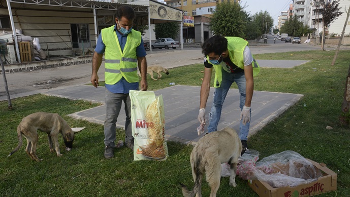 Siverek’te Sokak hayvanlarına yem bırakıldı