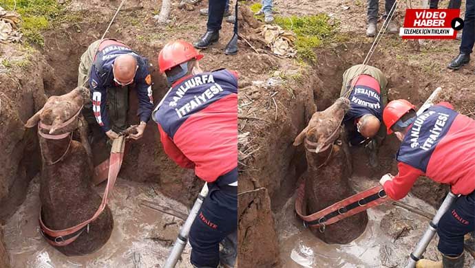 Suruç’ta at foseptik çukuruna düştü! İtfaiye ekipleri kurtardı