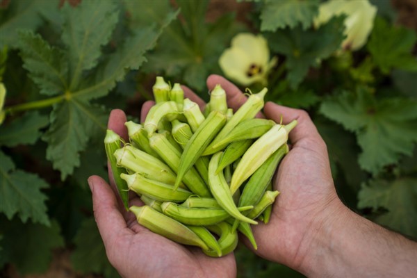 Susuz bamya İzmir’e yayılıyor