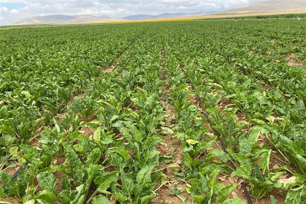 Suyu bol seven şeker pancarında, su cimrisi damla sulama farkı