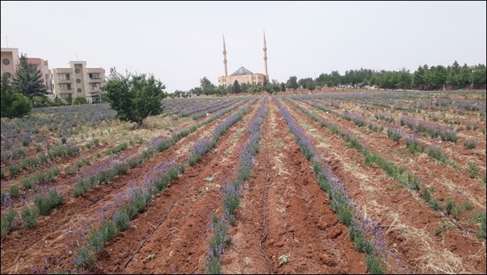 Tarıma Elverişli Olmayan Arazilerin Bitkisi Lavanta; Bir Sefer Ek, 30 Yıl Verim Al