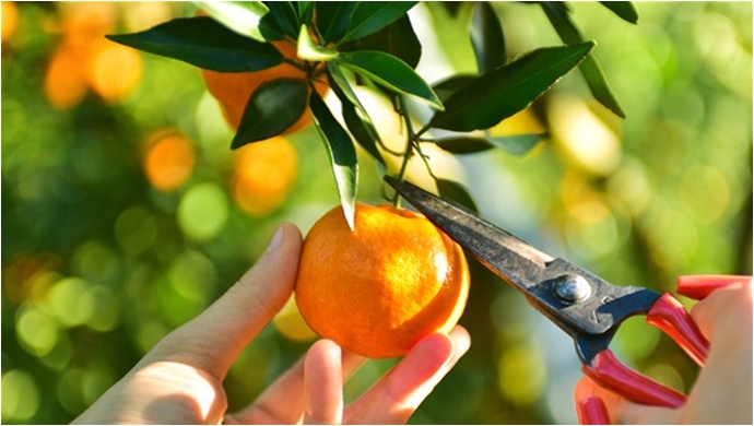 Taze meyve sebze sektörüne çifte destek