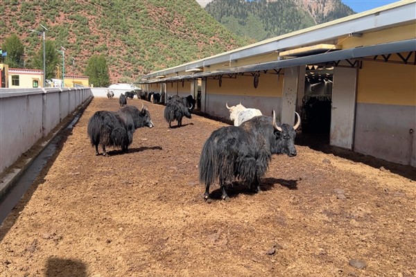 Tibet sığırlarının modern yetiştiriciliğinin merkezi: Leiwuqi ilçesi