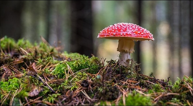 Topladığınız mantarların rengi ve kokusu aldatıcı olabilir