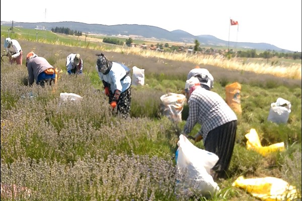 Trakya’da Lavanta hasadı başladı