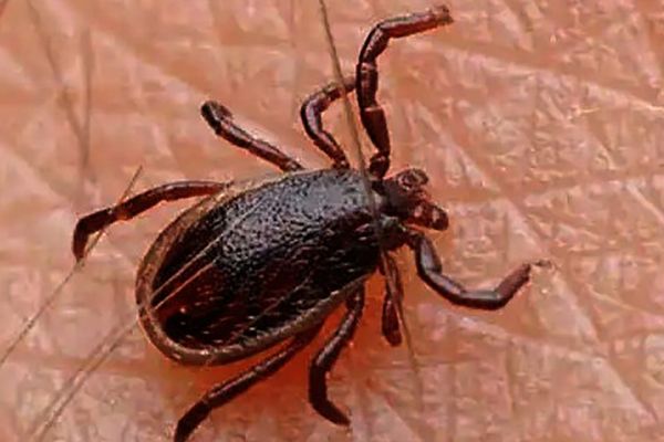 Türkiye EKMUD, Kırım Kongo Kanamalı Ateşi için uyarıda bulundu