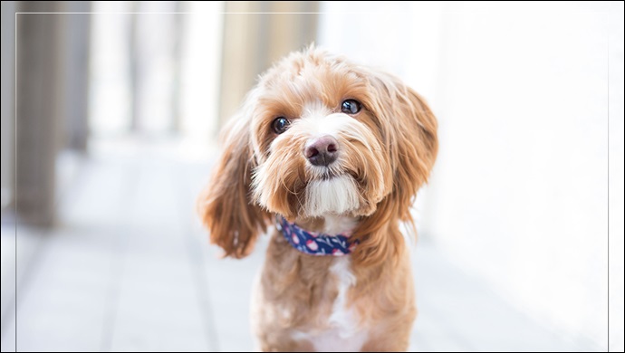 Türkiye’nin Yüzde 6’sı Köpek Sahibi