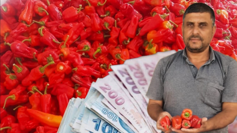 Urfa Akçakale'de Kırmızı İsot Sezonu Başladı