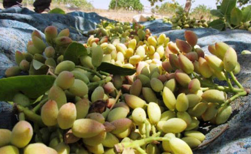 Urfa’da fıstığa corona etkisi!