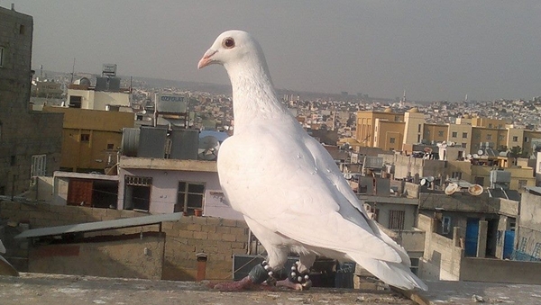 Urfa'da güvercin sevgisi mesleğe dönüştü