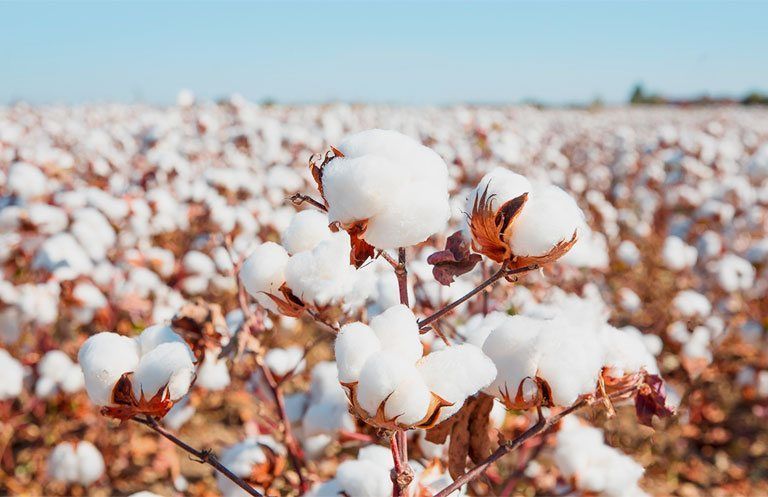 Urfa'da preseli pamuk yeni bir rekora koştu! 20 liradan işlem gördü