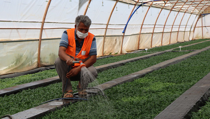 Urfa'da Yetiştirilen Çiçekler Park ve Caddelerde renk cümbüşü oluşturuyor-(VİDEO)