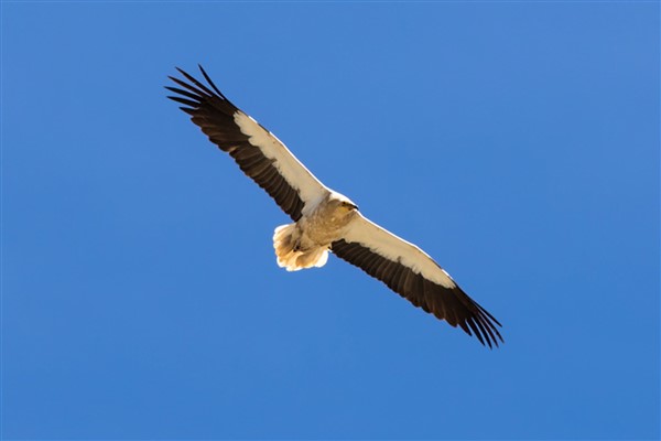 Vaillant’ın küçük akbaba neslini koruma çalışmaları  8. yılında