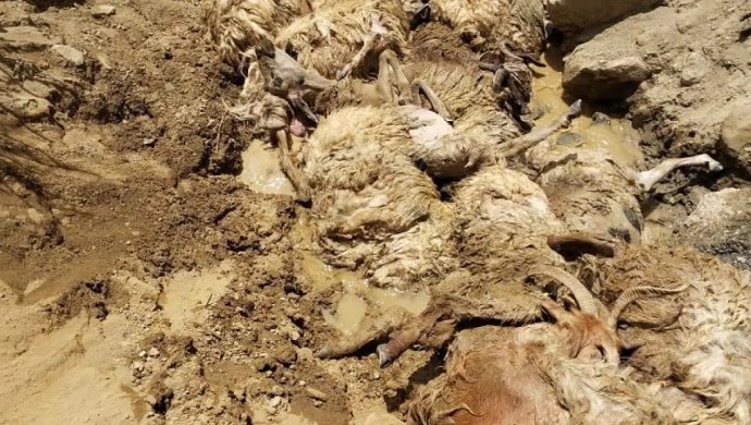 Van'da uçuruma atlayan 28 koyun öldü