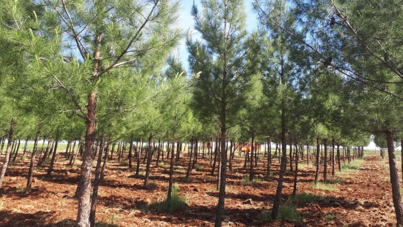 Viranşehir Belediyesinden  Sulutepe  Göleti  Mesire Alanına Bakım