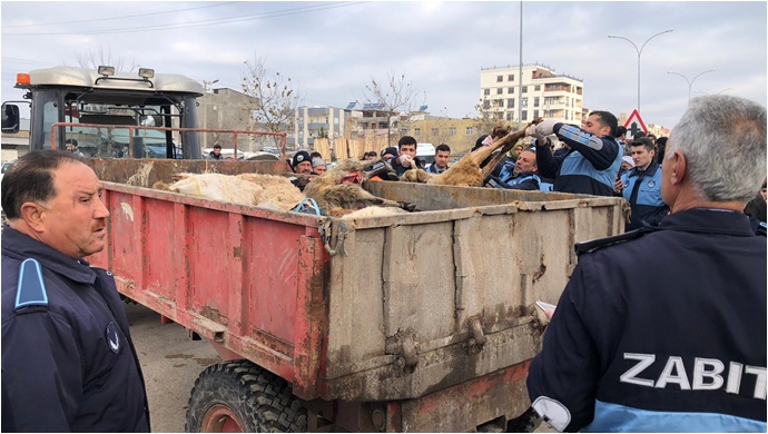 Viranşehir Belediyesinden Sağlık Tacirlerine Operasyon-(Fotolu)
