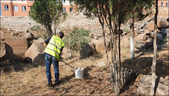 Viranşehir’de Ağaç Bakımı