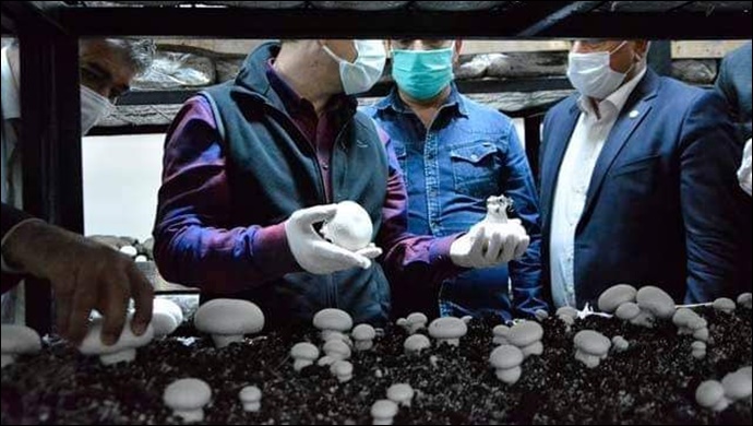 Viranşehir'de mantar hasadı başladı