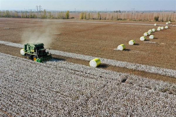Xinjiang Uygur Özerk Bölgesi’nde pamuk hasadı 5 milyon tona çıktı 