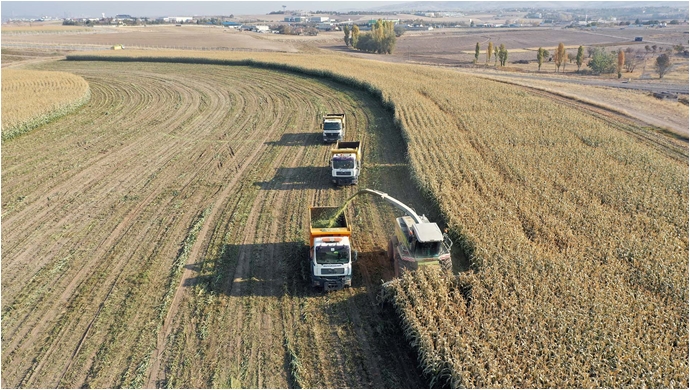 Yavaş’tan Bir Destek De Hayvancılığa: Hasadı Yapılan Silajlık Mısır Ücretsiz Dağıtılacak