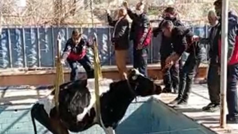 Yüzme havuzuna düşen inek itfaiye ekiplerince kurtarıldı