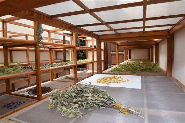 Zeytinburnu Tıbbi Bitkiler Bahçesi, 700’ün üzerinde bitki türüne ev sahipliği yapıyor