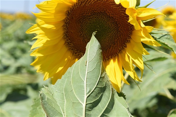 ZİHA’lar bu kez çayır tırtılları için havalandı 