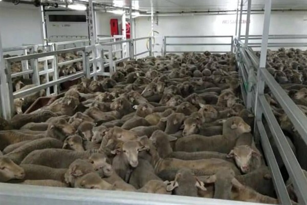 16.000 koyun ve sığırı taşıyan gemi Kızıldeniz'deki kaosun ortasında mahsur kaldı