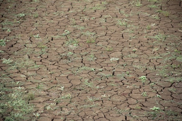DSÖ: “2050’de iklim krizi nedeniyle yaklaşık 250 bin ek ölüm görebiliriz”