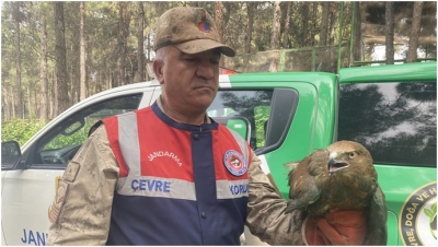 Şanlıurfa'da Yasa Dışı Kızıl Şahin Bulunduran Şahıs Yakalandı: Yaralı Kuş Doğaya Geri Verildi